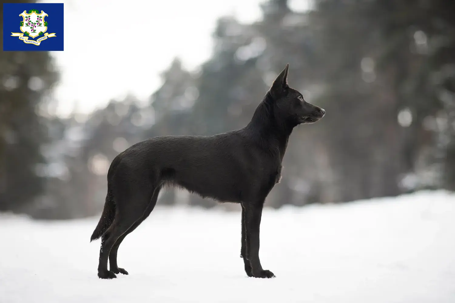 Read more about the article Australian Kelpie breeders and puppies in Connecticut