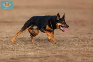 Read more about the article Australian Kelpie breeders and puppies in Delaware