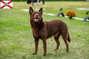 Read more about the article Australian Kelpie breeders and puppies in Florida