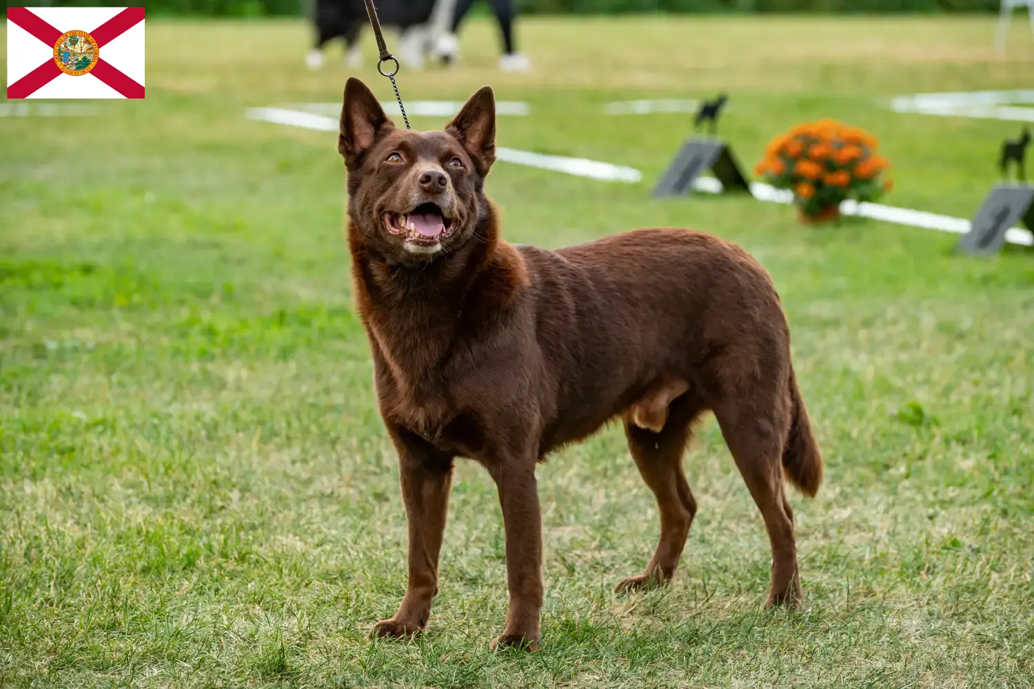 Australian Kelpie puppies and breeders Florida Find Australian Kelpies breeders in Florida here.