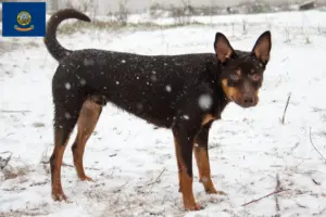 Read more about the article Australian Kelpie breeders and puppies in Idaho