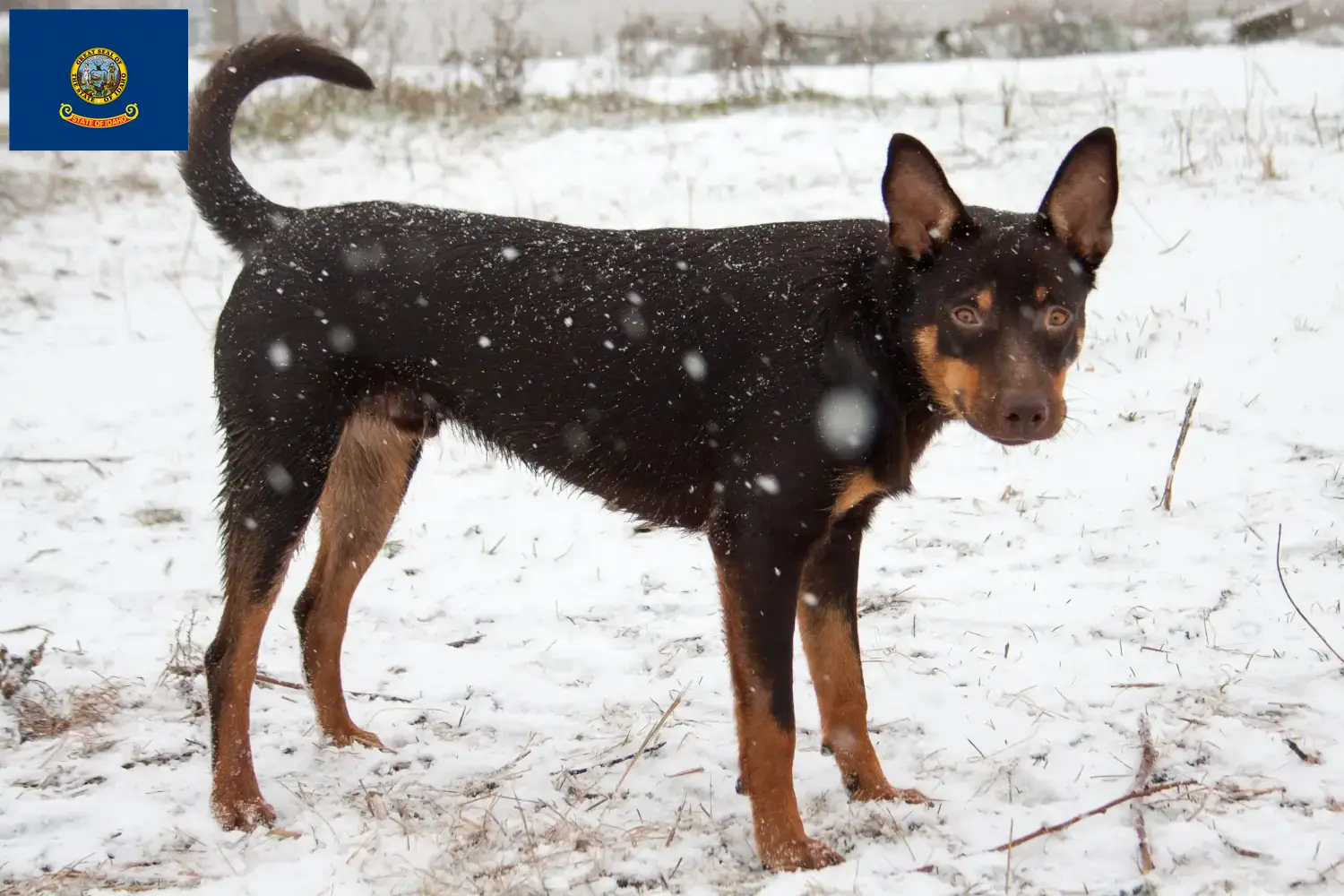 Australian Kelpie puppies and breeders Idaho Find Australian Kelpies breeders in Idaho.