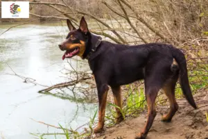 Read more about the article Australian Kelpie breeders and puppies in Illinois