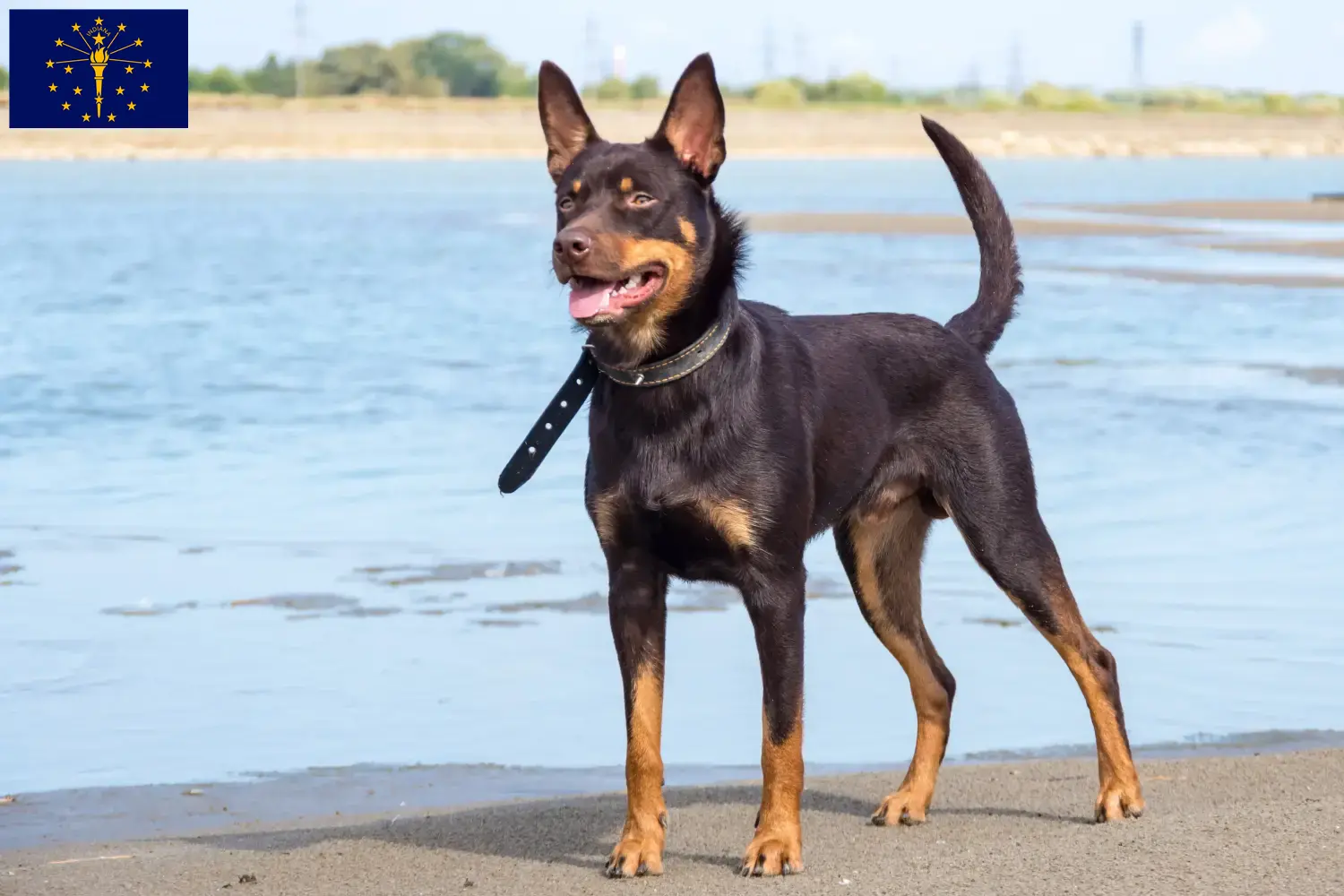 Australian Kelpie puppies and breeders Indiana Find Australian Kelpies breeders in Indiana here.