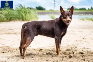 Read more about the article Australian Kelpie breeders and puppies in Kansas