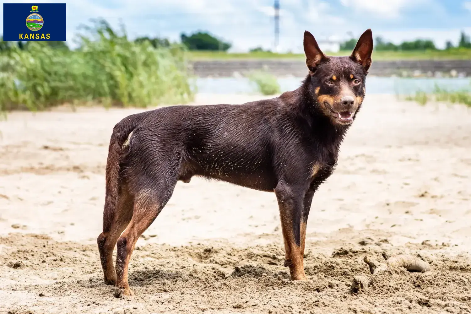 Australian Kelpie puppies and breeders Kansas Find Australian Kelpies breeders in Kansas here.