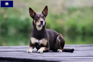 Read more about the article Australian Kelpie breeders and puppies in Kentucky