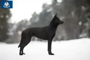 Read more about the article Australian Kelpie breeders and puppies in Louisiana