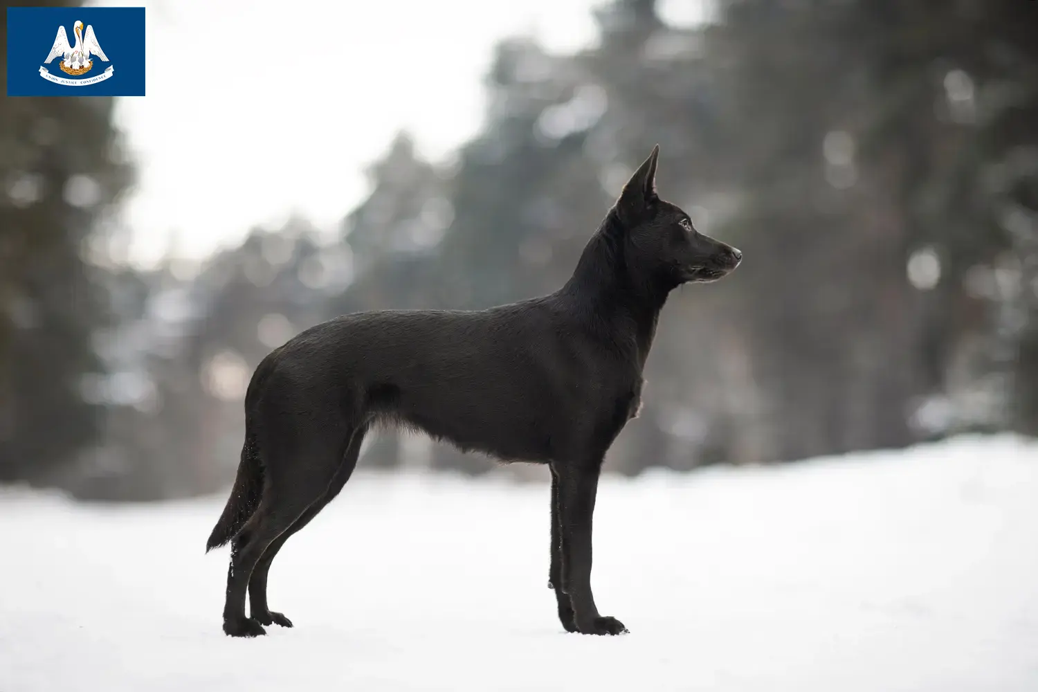 Australian Kelpie puppies and breeders Louisiana Find Australian Kelpies breeders in Louisiana here.