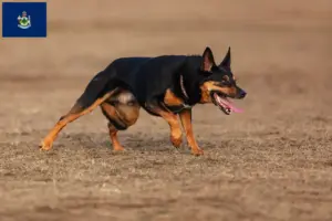 Read more about the article Australian Kelpie breeders and puppies in Maine