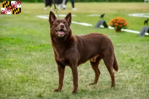 Read more about the article Australian Kelpie breeders and puppies in Maryland