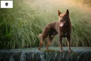 Read more about the article Australian Kelpie breeders and puppies in Massachusetts