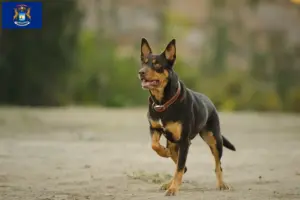 Read more about the article Australian Kelpie breeders and puppies in Michigan