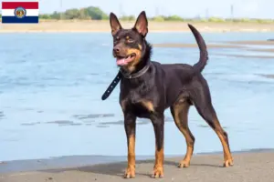Read more about the article Australian Kelpie breeders and puppies in Missouri