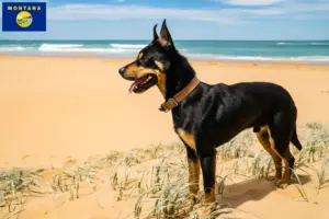 Read more about the article Australian Kelpie breeders and puppies in Montana
