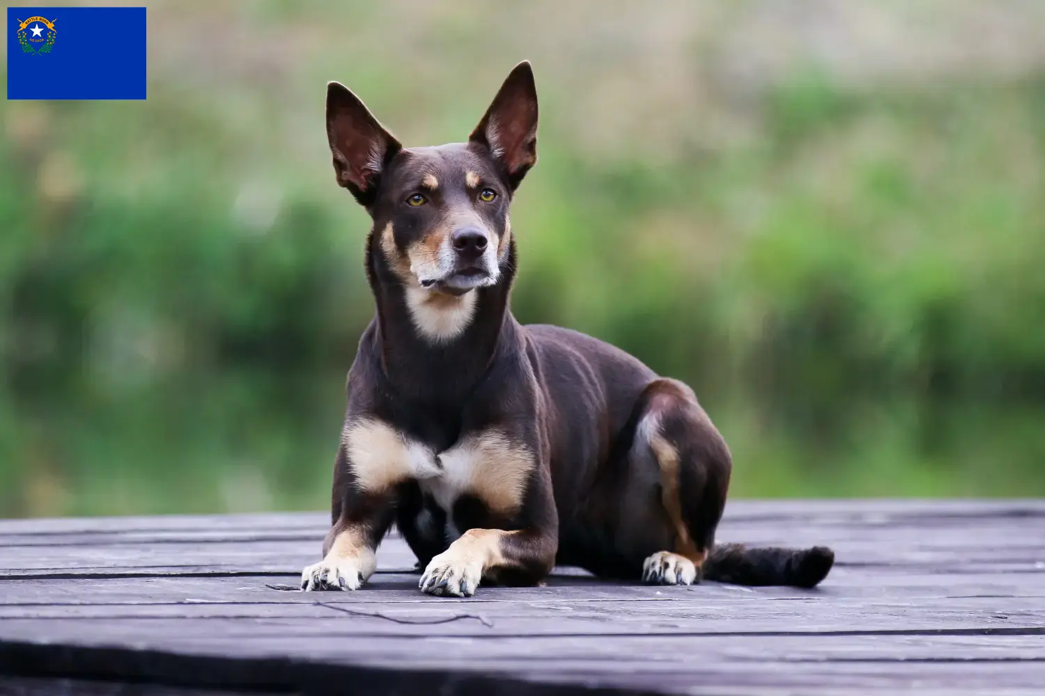 Australian Kelpie puppies and breeders Nevada Find Australian Kelpies breeders in Nevada here.