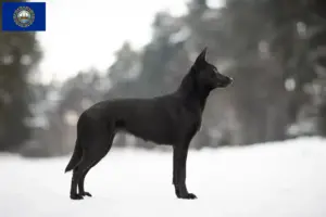 Read more about the article Australian Kelpie breeders and puppies in New Hampshire
