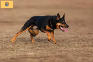 Read more about the article Australian Kelpie breeders and puppies in New Jersey