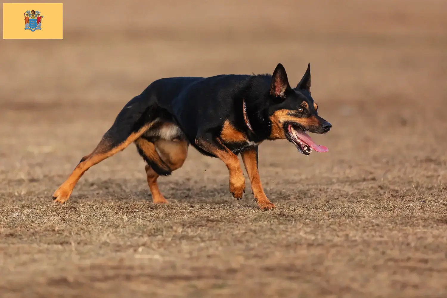 Australian Kelpie puppies and breeders New Jersey Find Australian Kelpies breeders in New Jersey here.
