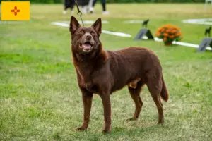 Read more about the article Australian Kelpie breeders and puppies in New Mexico