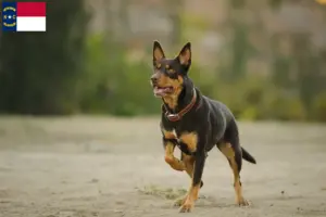 Read more about the article Australian Kelpie breeders and puppies in North Carolina