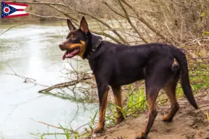 Read more about the article Australian Kelpie breeders and puppies in Ohio