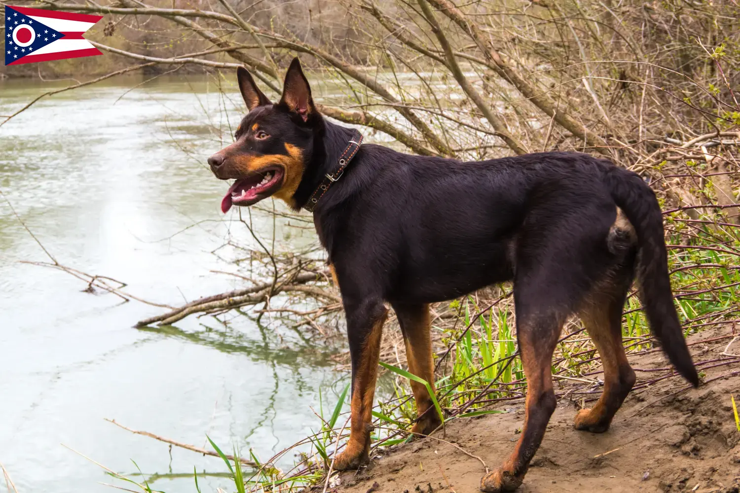 Australian Kelpie puppies and breeders Ohio Find Australian Kelpies breeders in Ohio here.