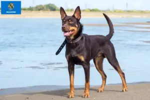 Read more about the article Australian Kelpie breeders and puppies in Oklahoma