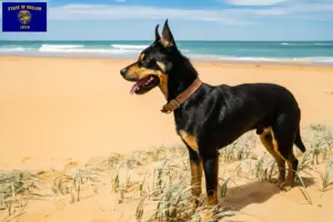 Read more about the article Australian Kelpie breeders and puppies in Oregon