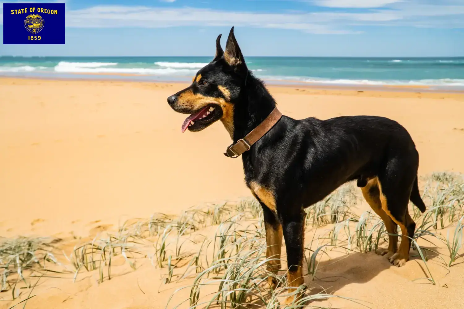 Australian Kelpie puppies and breeders Oregon Find Australian Kelpies breeders in Oregon here.