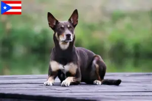 Read more about the article Australian Kelpie breeders and puppies in Puerto Rico