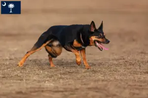 Read more about the article Australian Kelpie breeders and puppies in South Carolina