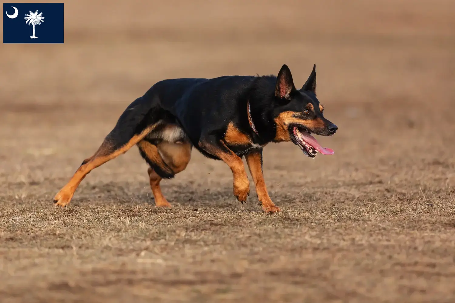 Australian Kelpie puppies and breeders South Carolina Find Australian Kelpies breeders in South Carolina.
