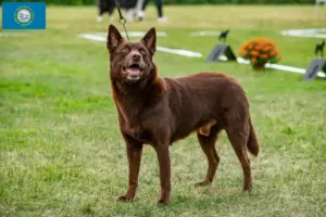 Read more about the article Australian Kelpie breeders and puppies in South Dakota