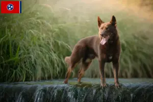 Read more about the article Australian Kelpie breeders and puppies in Tennessee