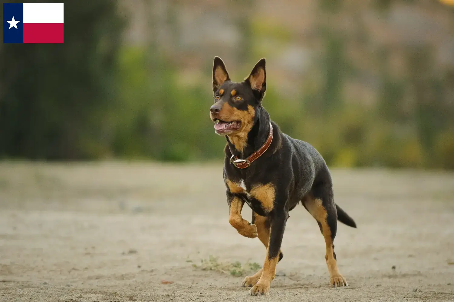Australian Kelpie puppies and breeders Texas Find Australian Kelpies breeders in Texas here.
