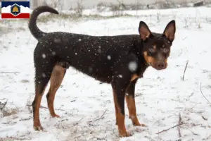 Read more about the article Australian Kelpie breeders and puppies in Utah