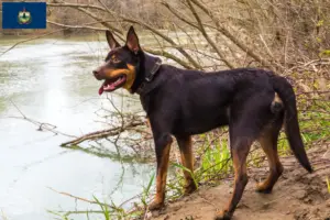 Read more about the article Australian Kelpie breeders and puppies in Vermont