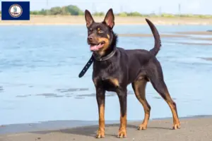 Read more about the article Australian Kelpie breeders and puppies in Virginia