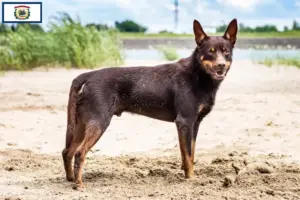 Read more about the article Australian Kelpie breeders and puppies in West Virginia
