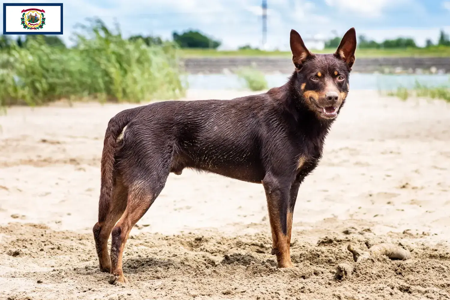 Australian Kelpie puppies and breeders West Virginia Find Australian Kelpies breeders in West Virginia.