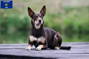 Read more about the article Australian Kelpie breeders and puppies in Wisconsin