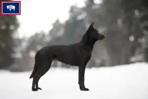Read more about the article Australian Kelpie breeders and puppies in Wyoming