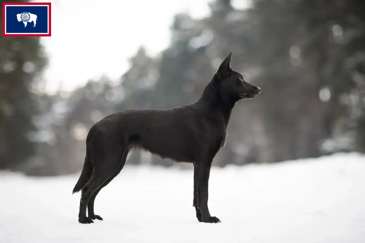 Australian Kelpie puppies and breeders Wyoming Find Australian Kelpies breeders in Wyoming.