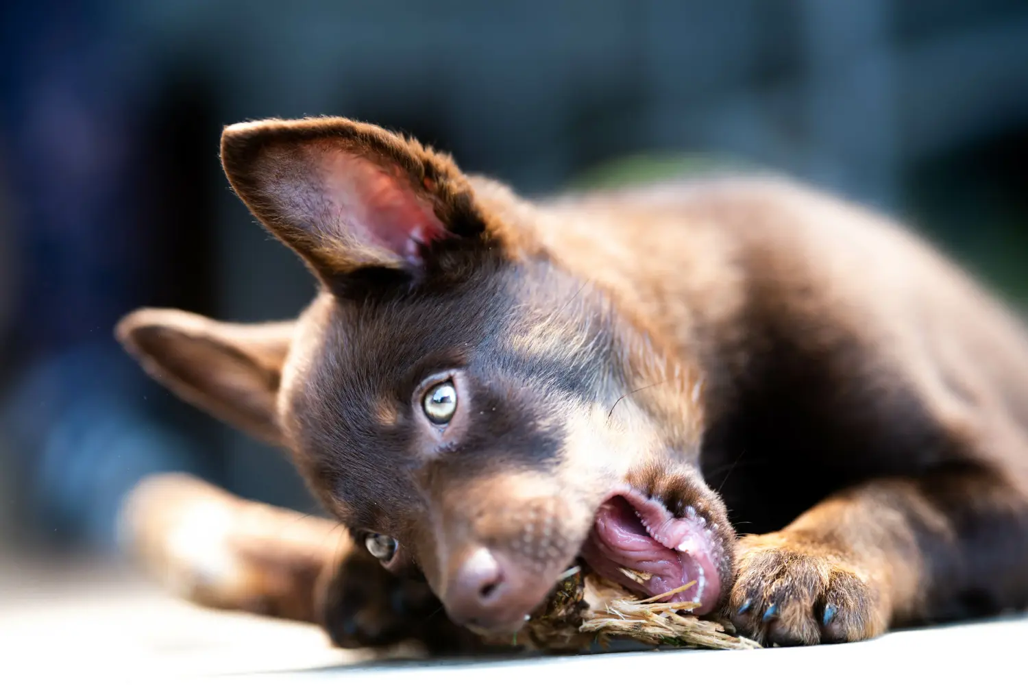 Buying an Australian Kelpie puppy means taking responsibility! Buy Australian Kelpie puppies.