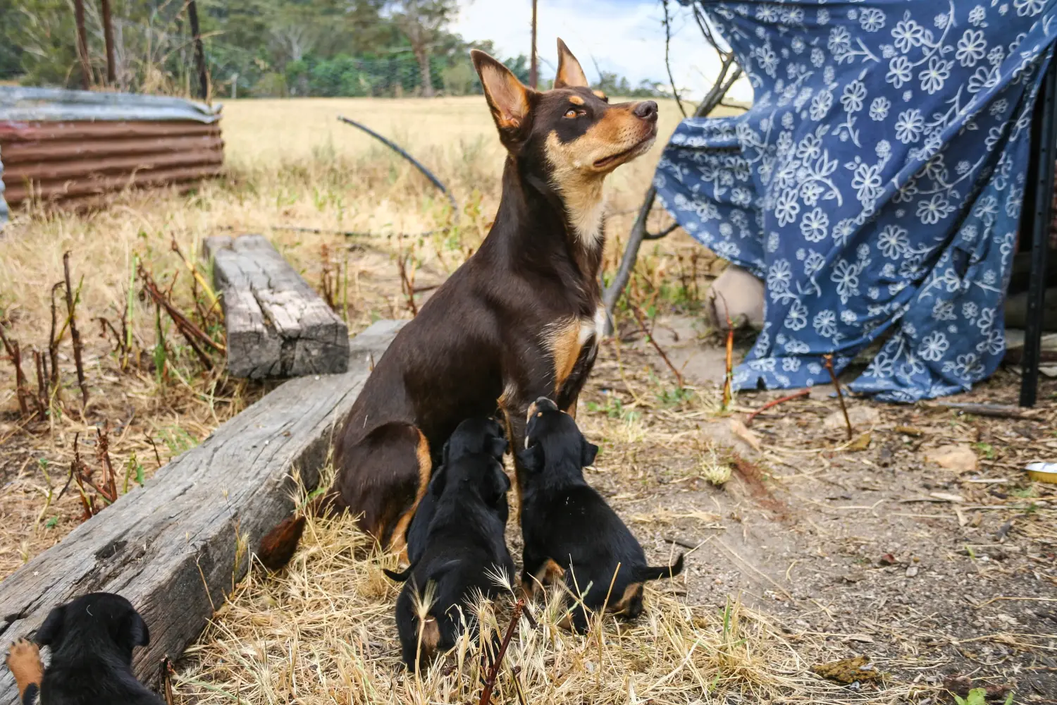 Buying an Australian Kelpie puppy means taking responsibility! Buy Australian Kelpie puppies.