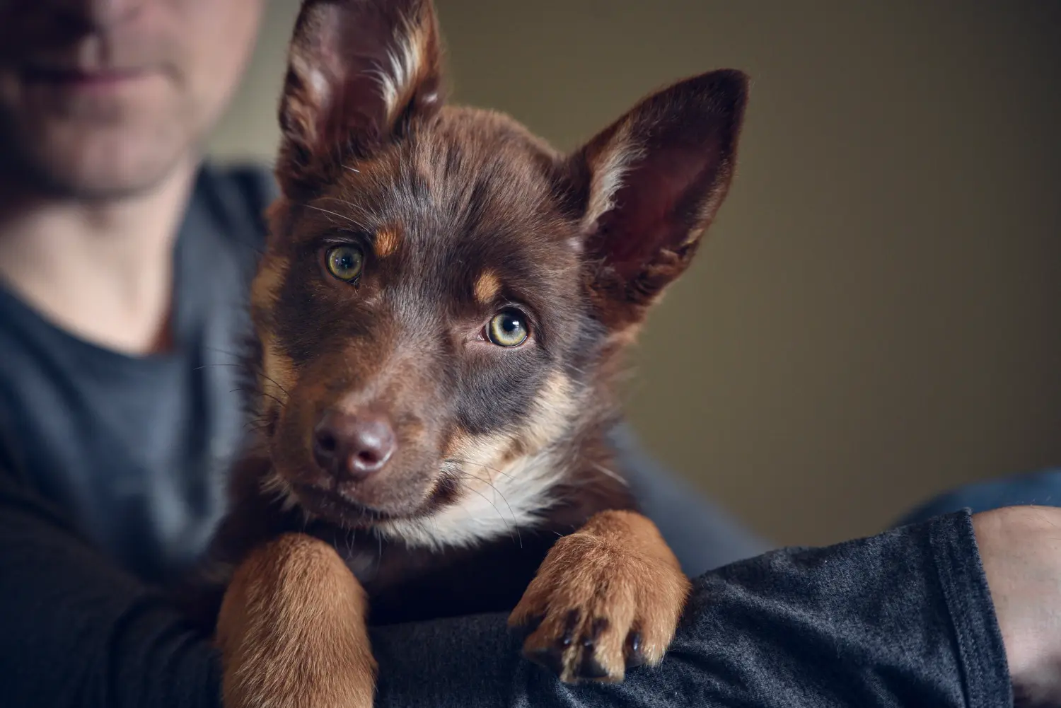 Buying an Australian Kelpie puppy means taking responsibility! Buy Australian Kelpie puppies.