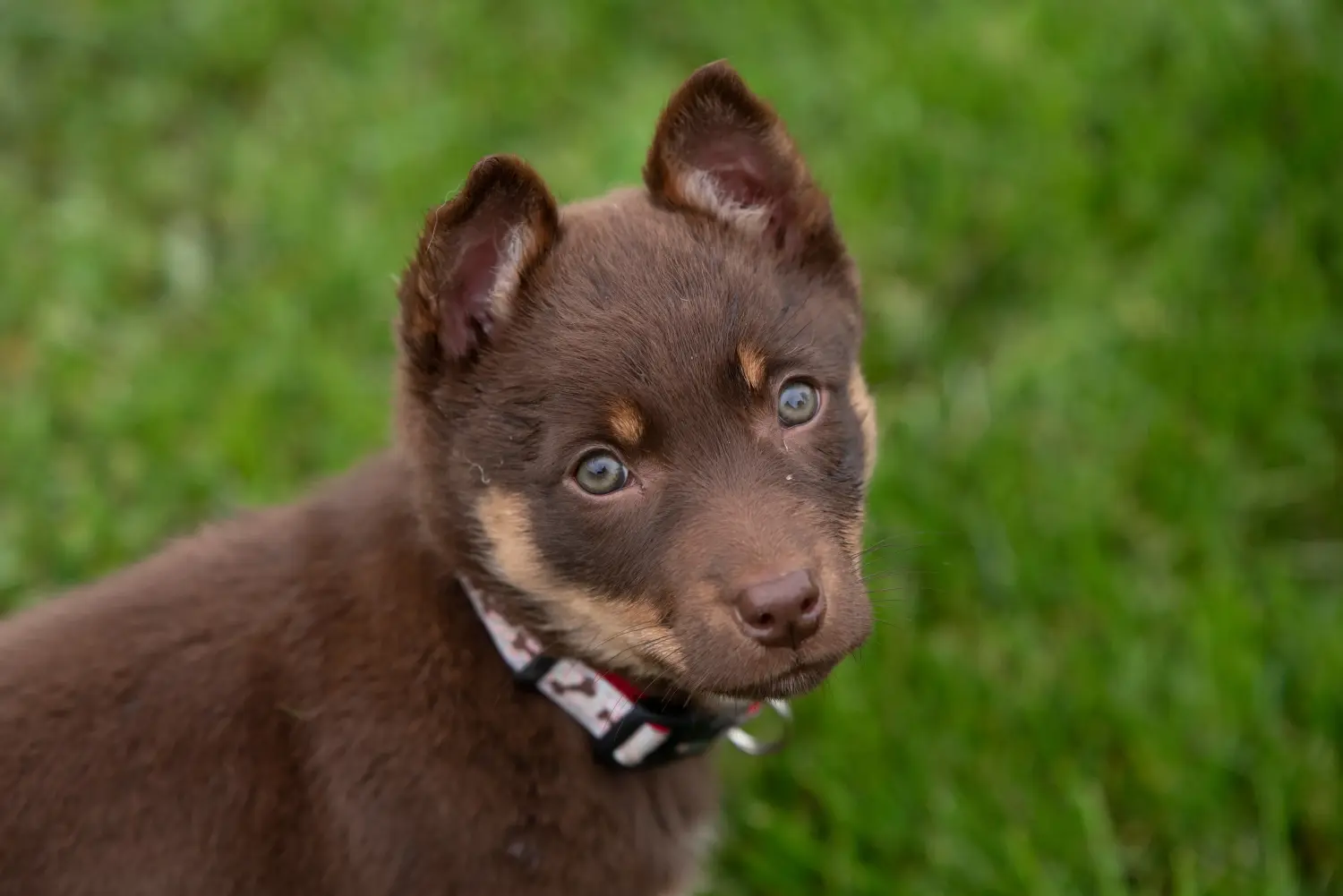 Buying an Australian Kelpie puppy means taking responsibility! Buy Australian Kelpie puppies.