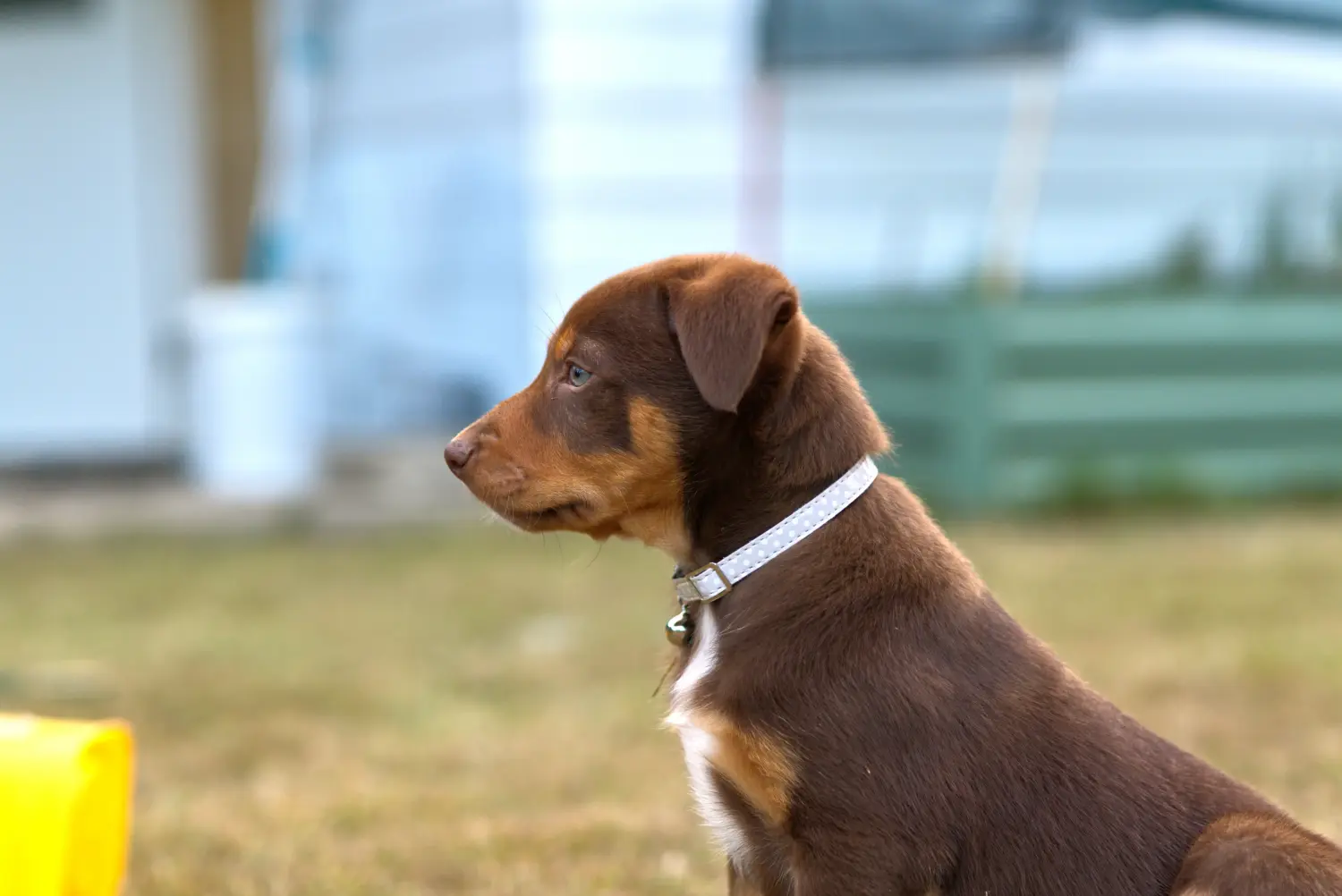 Buying an Australian Kelpie puppy means taking responsibility! Buy Australian Kelpie puppies.
