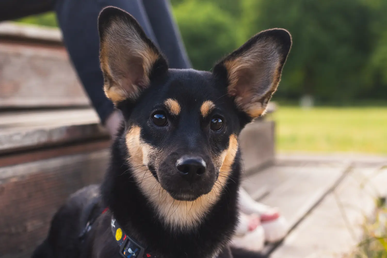 Buying an Australian Kelpie puppy means taking responsibility! Buy Australian Kelpie puppies.
